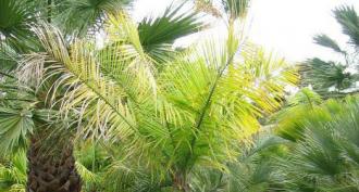 Qu'est-ce qui pousse sur un palmier ?  Famille des palmiers.  Cocotier.  Palmier dattier.  Palme royale.  Palmier d'intérieur: types et variétés, soins et culture dans un appartement À quelle vitesse pousse un palmier