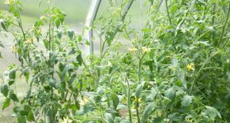 Comment nourrir les tomates en croissance après la plantation en pleine terre : types d'engrais, timing Comment fertiliser les tomates après la plantation en pleine terre