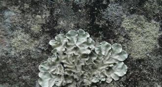 Que sont les lichens ?  Où poussent les lichens ?  Description des lichens crustacés