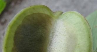 Dioscorea Caucasica: გამოყენება და უკუჩვენებები