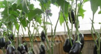 Cultiver des plants d'aubergines à partir de graines
