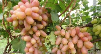Les meilleurs cépages précoces : description et caractéristiques de culture Description des raisins Alma Ata