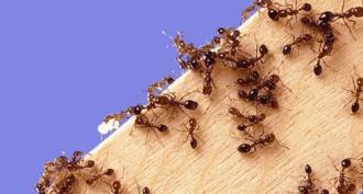 Comment se débarrasser des fourmis dans la maison avec des méthodes folkloriques ?