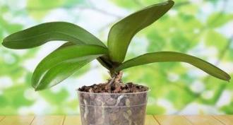 Orchid Vanda: culture et soins à domicile