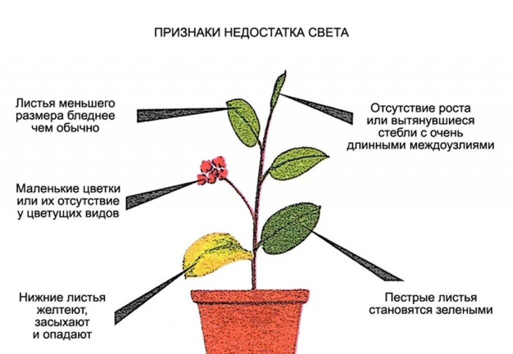 განათება მცენარეებისთვის - ყველაფერი რაც თქვენ უნდა იცოდეთ მარტივი სიტყვებით