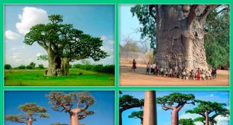 Baobab - arbre à longue durée de vie sans prétention