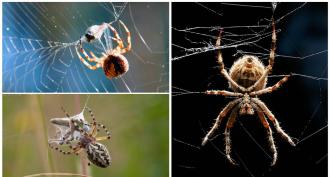 Comment une araignée tisse-t-elle une toile, d'où vient la soie d'araignée ?
