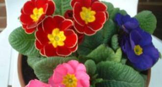 Primula - une fleur printanière sur le rebord de votre fenêtre