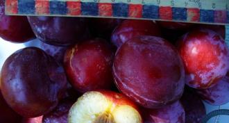 Prune domestique: description des variétés, culture et propagation Description de la variété de prune domestique