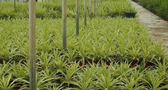 Jardin de yuccas : plantation et entretien