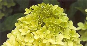 Hydrangea paniculata - la beauté des datchas de fête : plantation, entretien et culture Hortensia paniculata blanc
